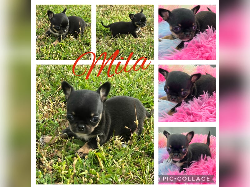 5 Chihuahua Hündinnen suchen ab Juni ein heim