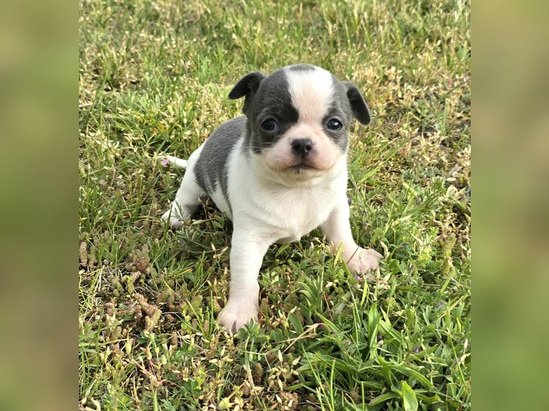 5 Chihuahua Hündinnen suchen ab Juni ein heim