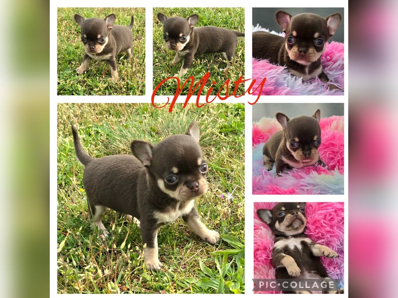5 Chihuahua Hündinnen suchen ab Juni ein heim