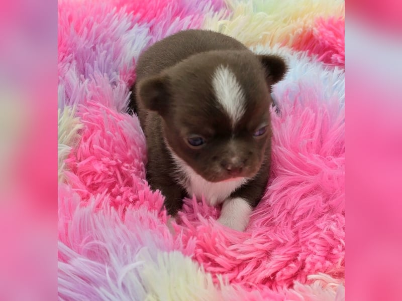5 Chihuahua Hündinnen suchen ab Juni ein heim