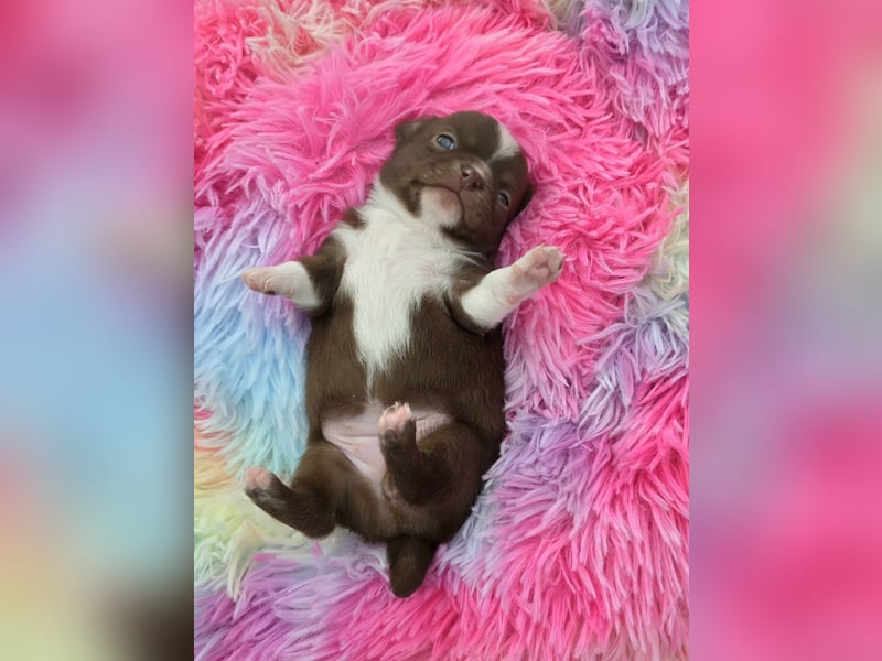 5 Chihuahua Hündinnen suchen ab Juni ein heim