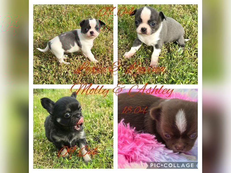 5 Chihuahua Hündinnen suchen ab Juni ein heim