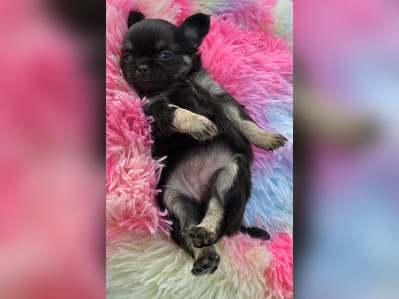 5 Chihuahua Hündinnen suchen ab Juni ein heim