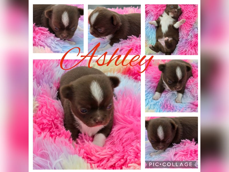 5 Chihuahua Hündinnen suchen ab Juni ein heim