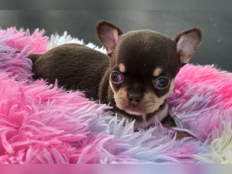 5 Chihuahua Hündinnen suchen ab Juni ein heim