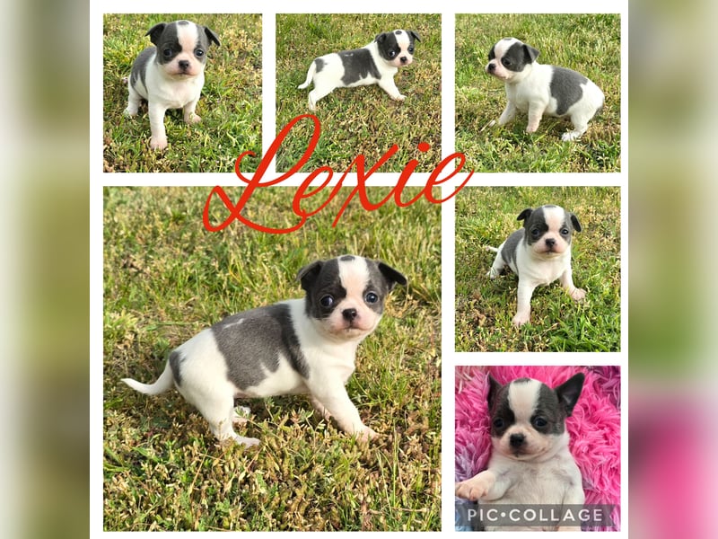5 Chihuahua Hündinnen suchen ab Juni ein heim