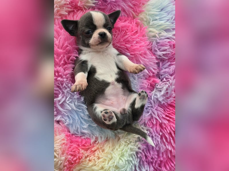 5 Chihuahua Hündinnen suchen ab Juni ein heim