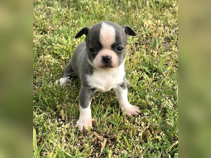 5 Chihuahua Hündinnen suchen ab Juni ein heim