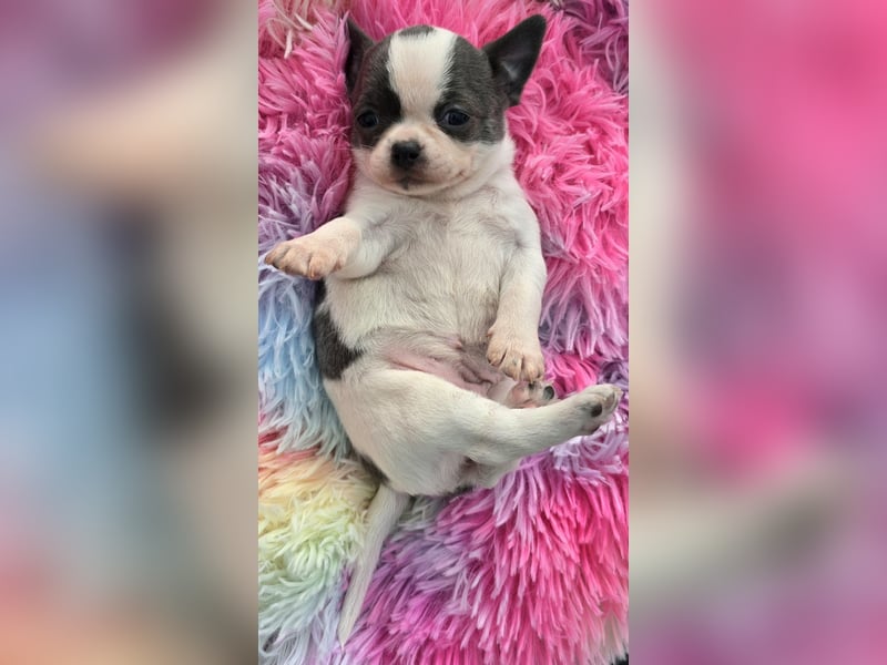 5 Chihuahua Hündinnen suchen ab Juni ein heim