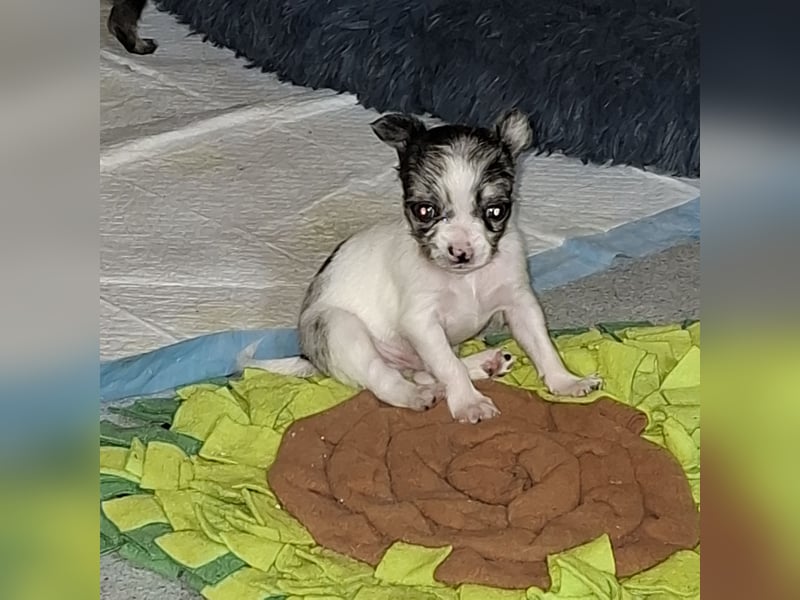 Chihuahua