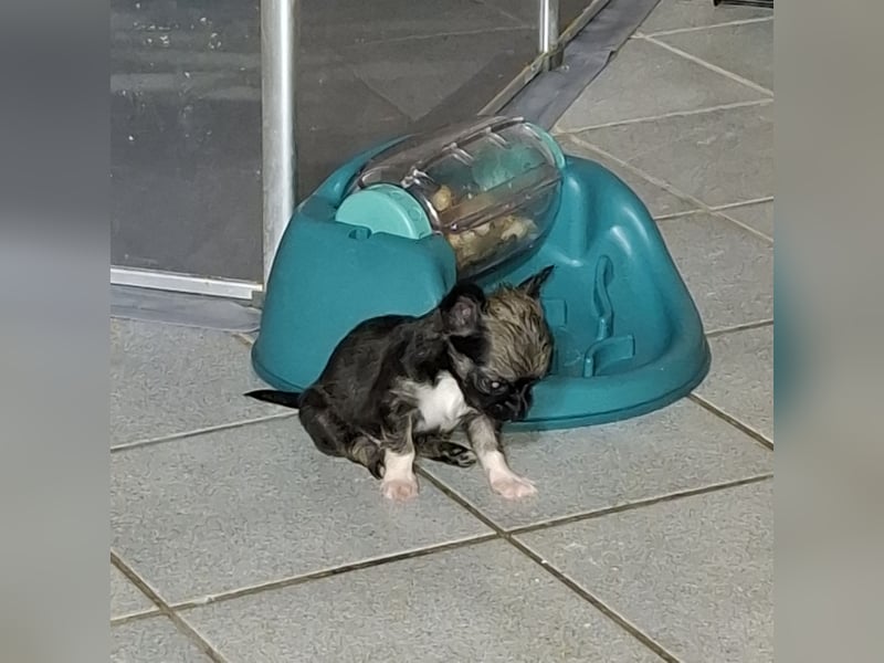 Chihuahua