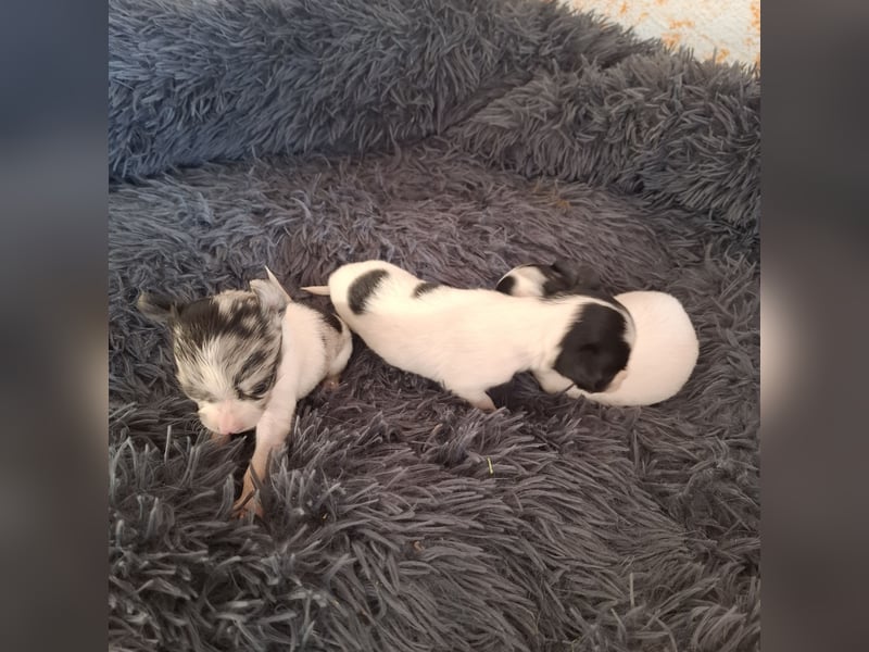 Chihuahua