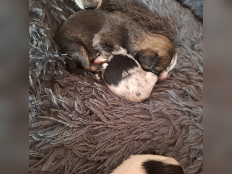 Chihuahua