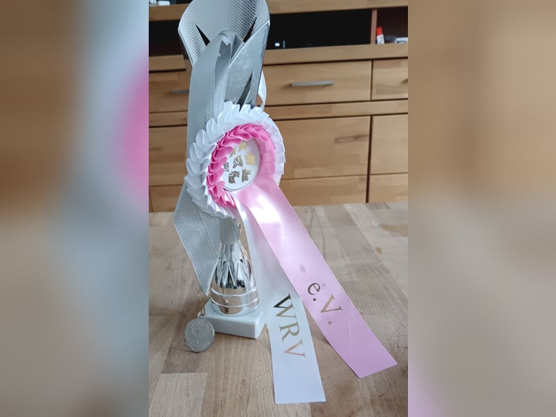Chihuahua Welpe Langhhaar  mit Ahnentafel  kein MINI