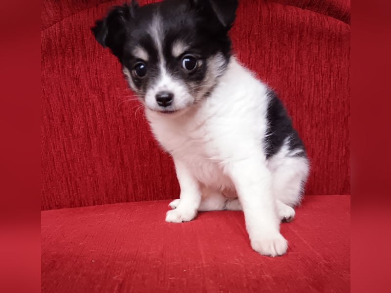 Langhaar Chihuahua Welpe Hündin mit Ahnentafel