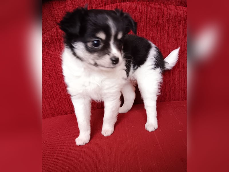 Langhaar Chihuahua Welpe Hündin mit Ahnentafel