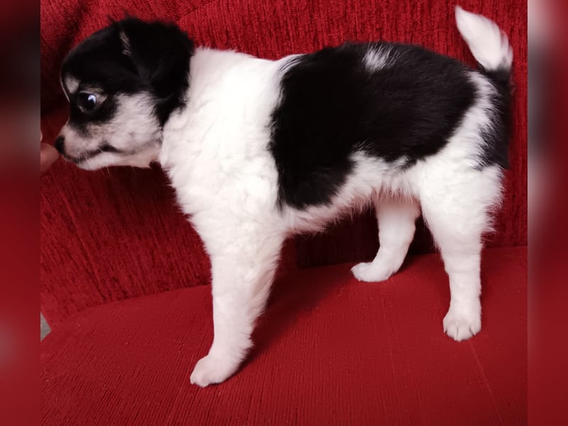 Langhaar Chihuahua Welpe Hündin mit Ahnentafel