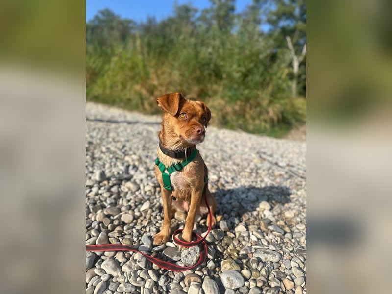 süße kleine Chihuahua-Pekinesen Mischlings-Hündin Evi sucht .....