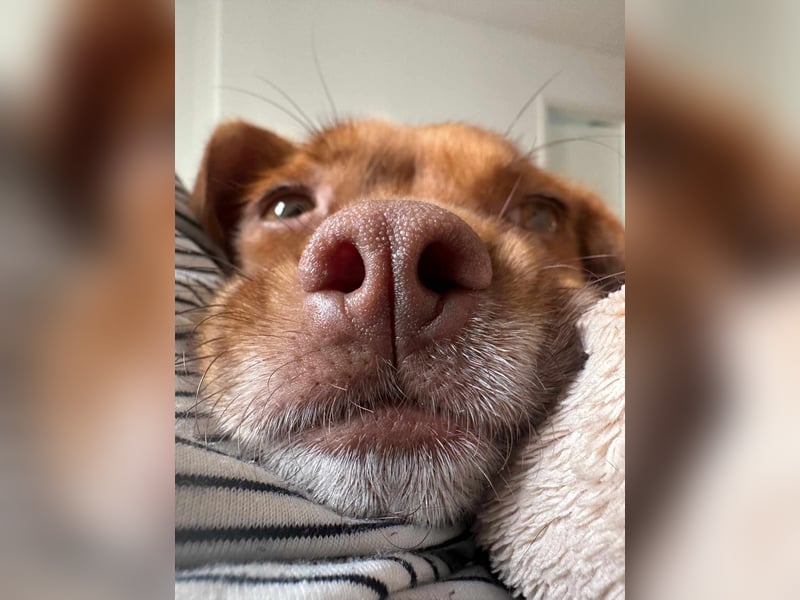 süße kleine Chihuahua-Pekinesen Mischlings-Hündin Evi sucht .....