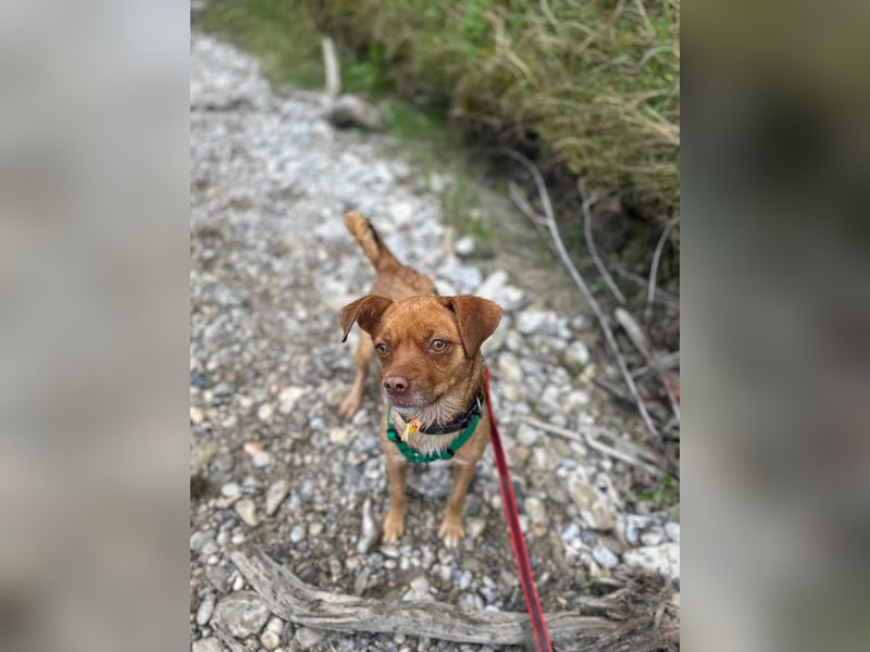 süße kleine Chihuahua-Pekinesen Mischlings-Hündin Evi sucht .....