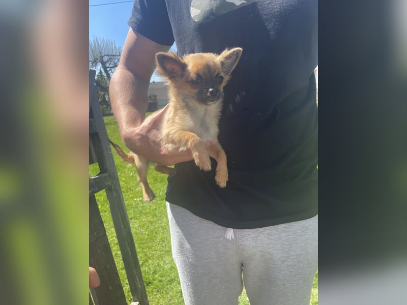 Chihuahua Welpen