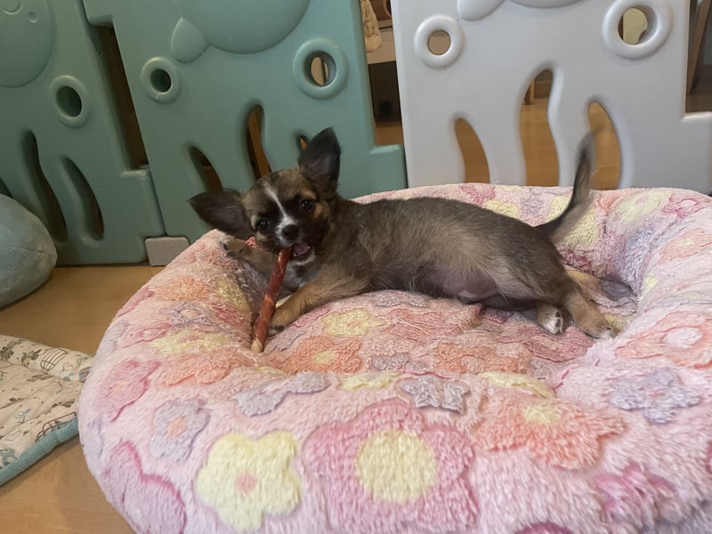Chihuahua Welpen