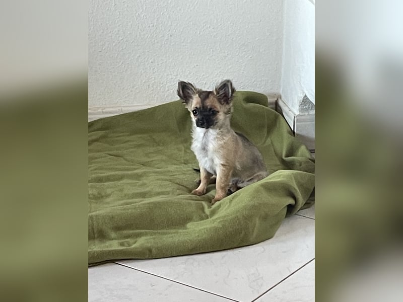 Chihuahua Welpen