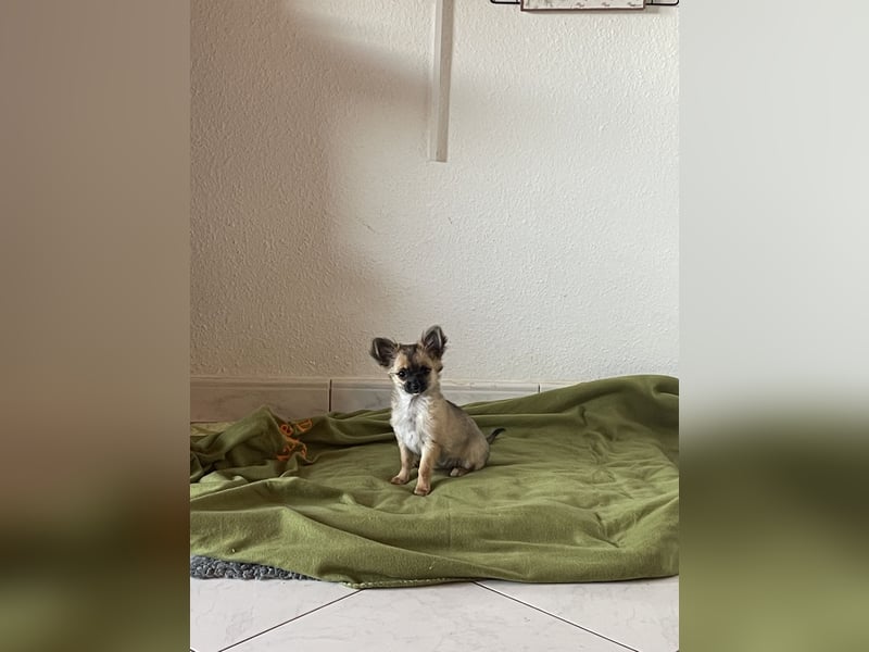 Chihuahua Welpen