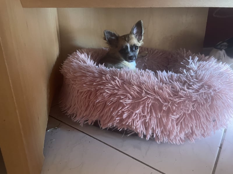 Chihuahua Welpen