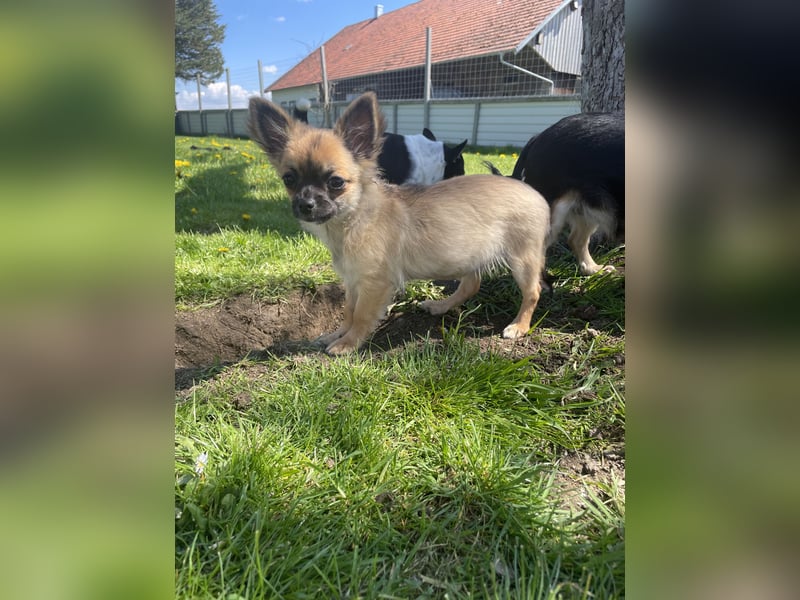 Chihuahua Welpen