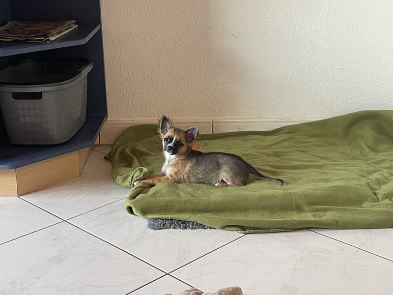 Chihuahua Welpen