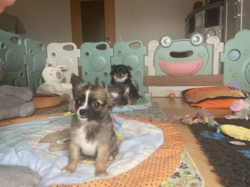 Chihuahua Welpen