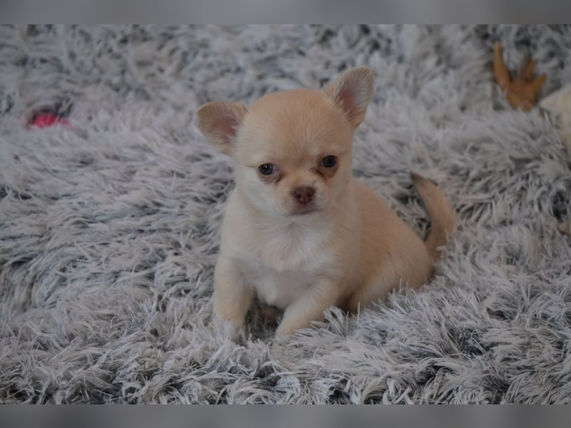 Chihuahua Hündin Kurzhaar