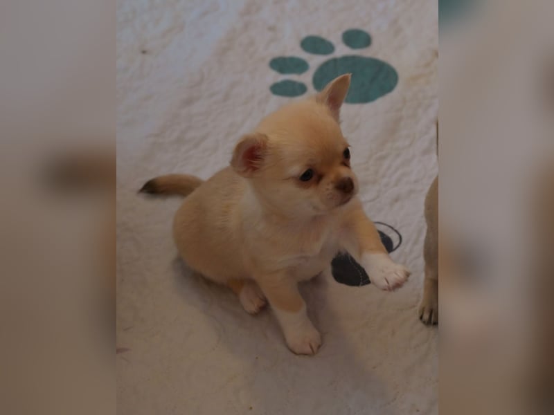 Chihuahua Hündin Kurzhaar