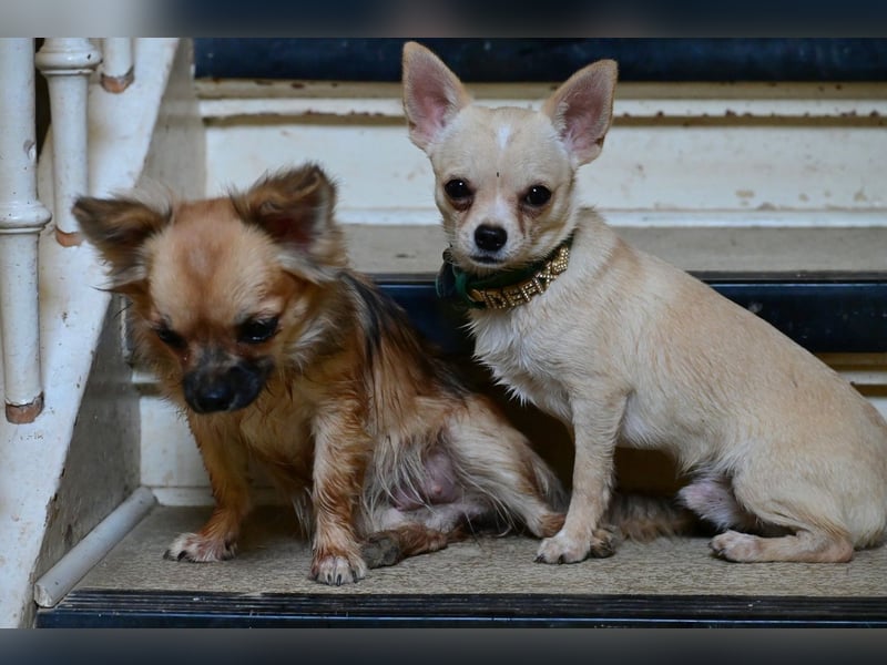 Chihuahua Hündin Kurzhaar