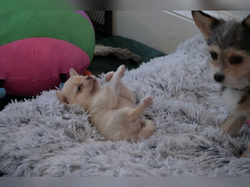 Chihuahua Hündin Kurzhaar