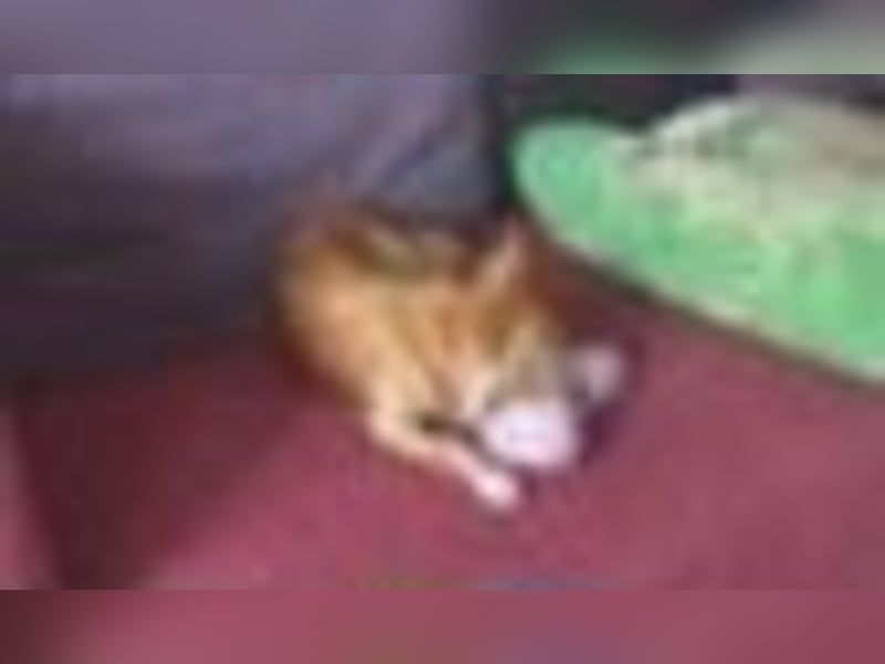 Goldie sucht ein zuhause