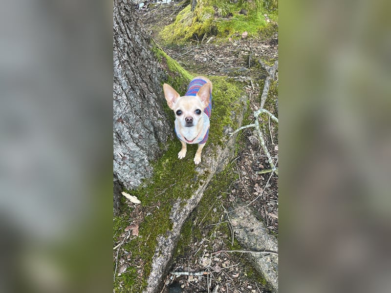 Kleine, junge Chihuahua- Hündin gesucht