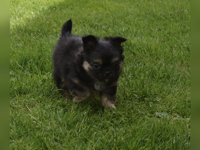 Chihuahua Babys mit Stammbaum