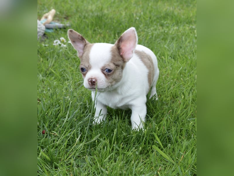 Chihuahua Babys mit Stammbaum
