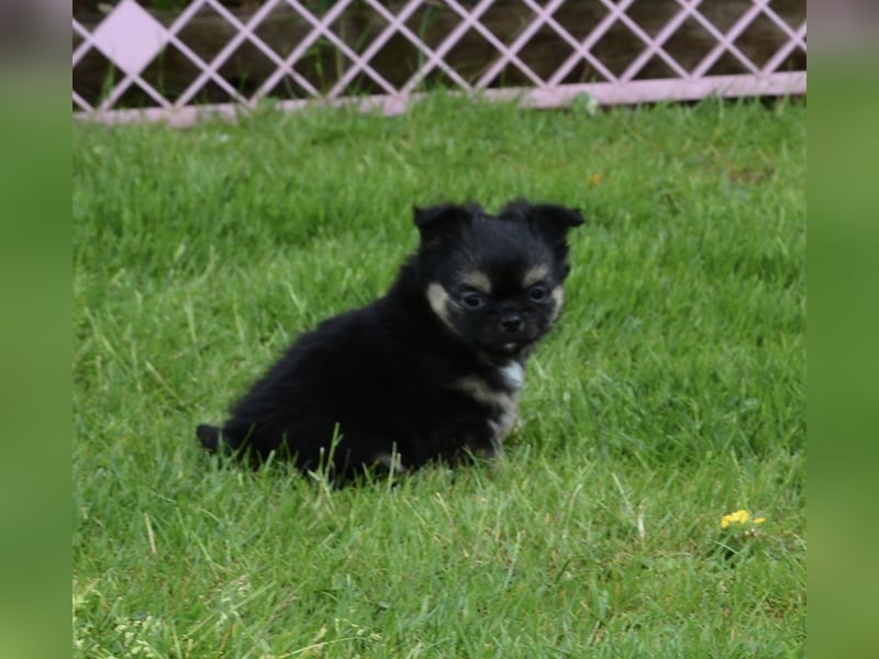 Chihuahua Babys mit Stammbaum