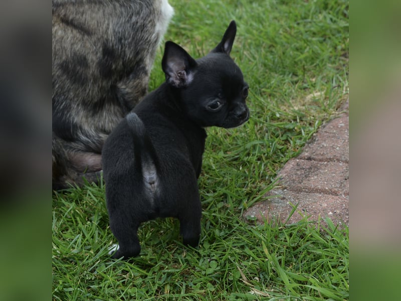 Chihuahua Babys mit Stammbaum