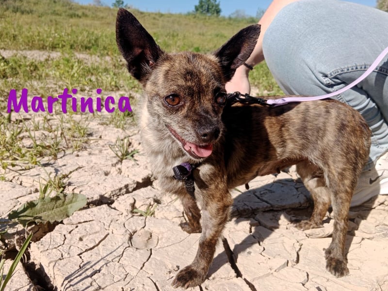 Martinica 03/2019 (ESP) - menschenbezogene, kleine Chihuahua Hündin!