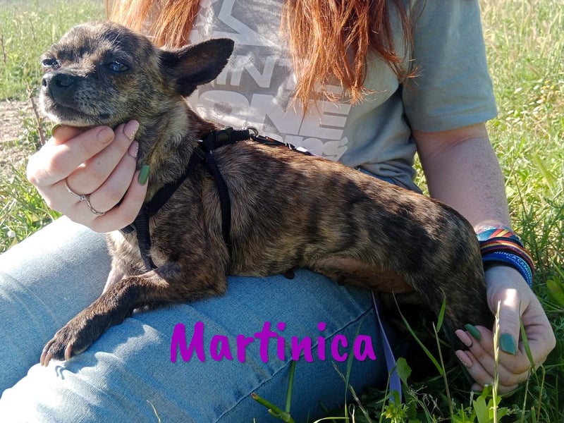 Martinica 03/2019 (ESP) - menschenbezogene, kleine Chihuahua Hündin!