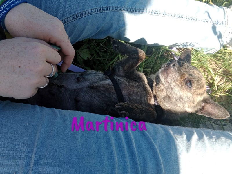 Martinica 03/2019 (ESP) - menschenbezogene, kleine Chihuahua Hündin!