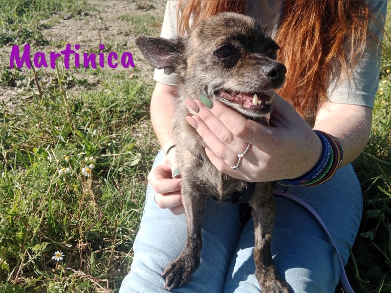 Martinica 03/2019 (ESP) - menschenbezogene, kleine Chihuahua Hündin!