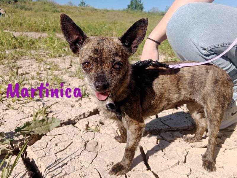 Martinica 03/2019 (ESP) - menschenbezogene, kleine Chihuahua Hündin!
