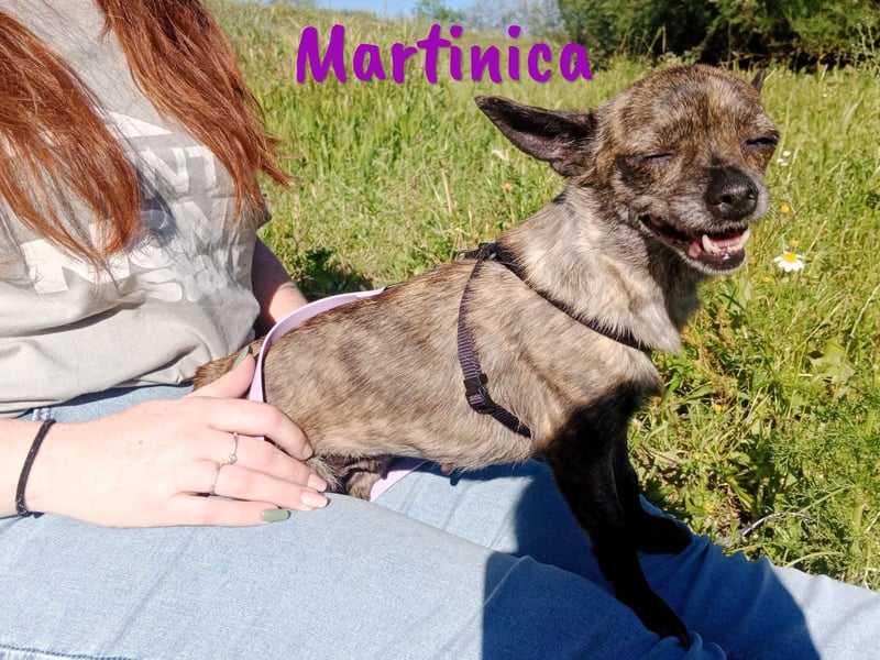 Martinica 03/2019 (ESP) - menschenbezogene, kleine Chihuahua Hündin!