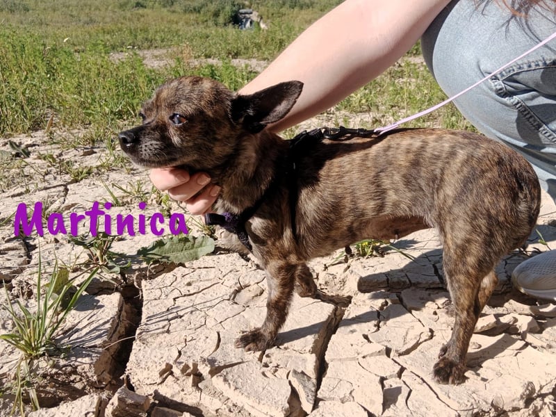 Martinica 03/2019 (ESP) - menschenbezogene, kleine Chihuahua Hündin!