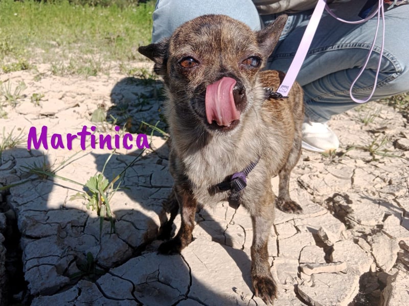 Martinica 03/2019 (ESP) - menschenbezogene, kleine Chihuahua Hündin!